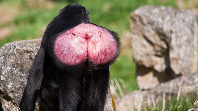 Illustration for article titled 9 Breathtaking Photos Of Nature With A Generous Helping Of Those Red-Assed Monkeys